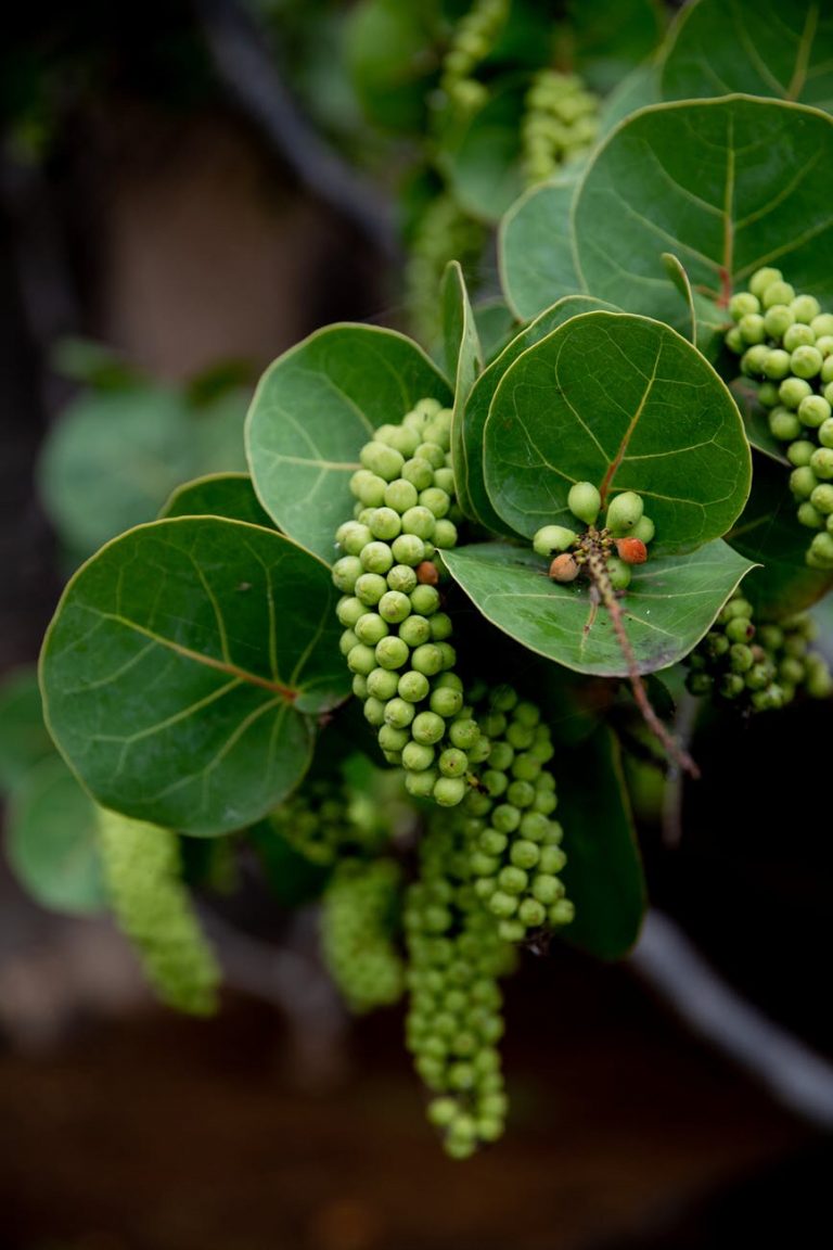 Do you know the joy of the first fruit?