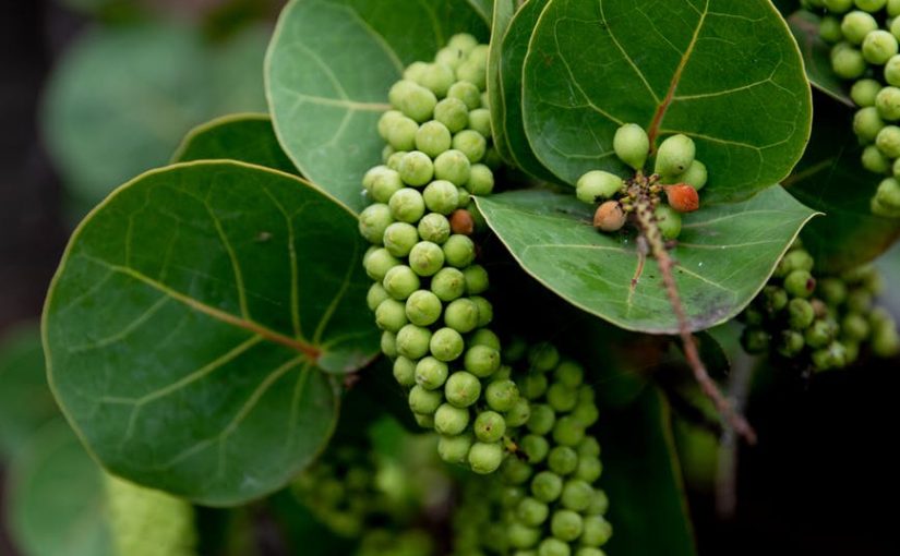 Do you know the joy of the first fruit?